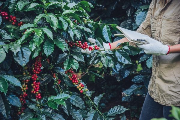 Coffee goes back to future: Beats boxes with bags, breakbulk