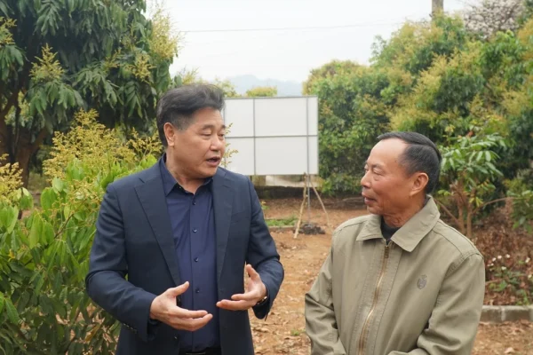 Developing a 50-Hectare Longan Growing Area for Export.